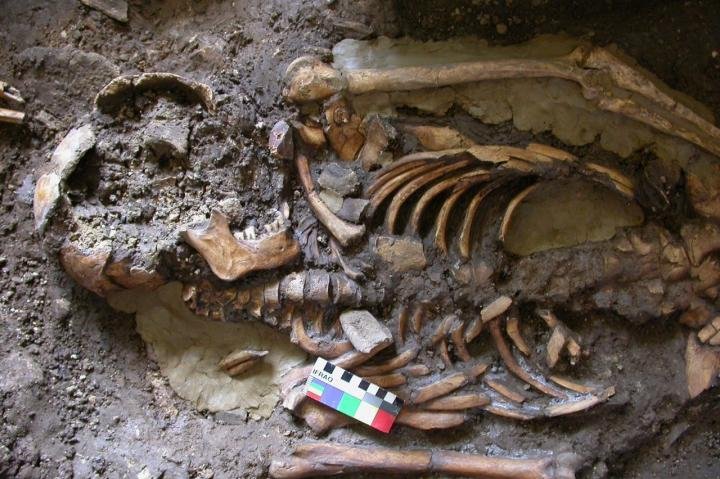 Researchers-reveal-Europeans-fourth-ancestral-tribe.jpg