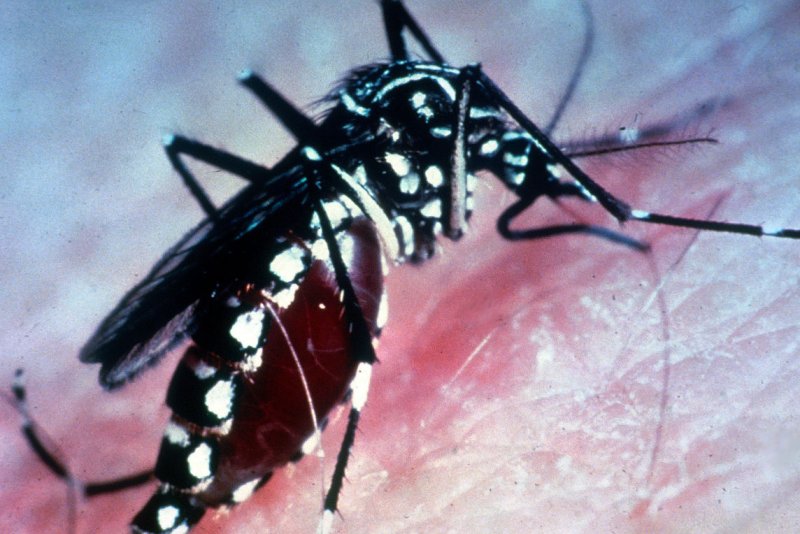 Mosquito-borne-chikungunya-may-cause-fatal-brain-infection.jpg