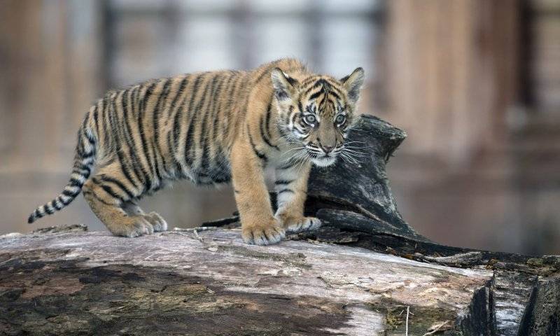 Probe-into-Thai-Tiger-Temple-ends-22-charged-in-wildlife-trafficking.jpg