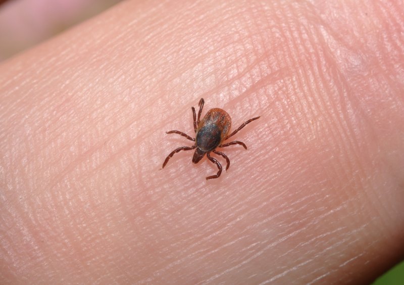 Scientists-confirm-second-more-intense-form-of-Lyme-disease.jpg