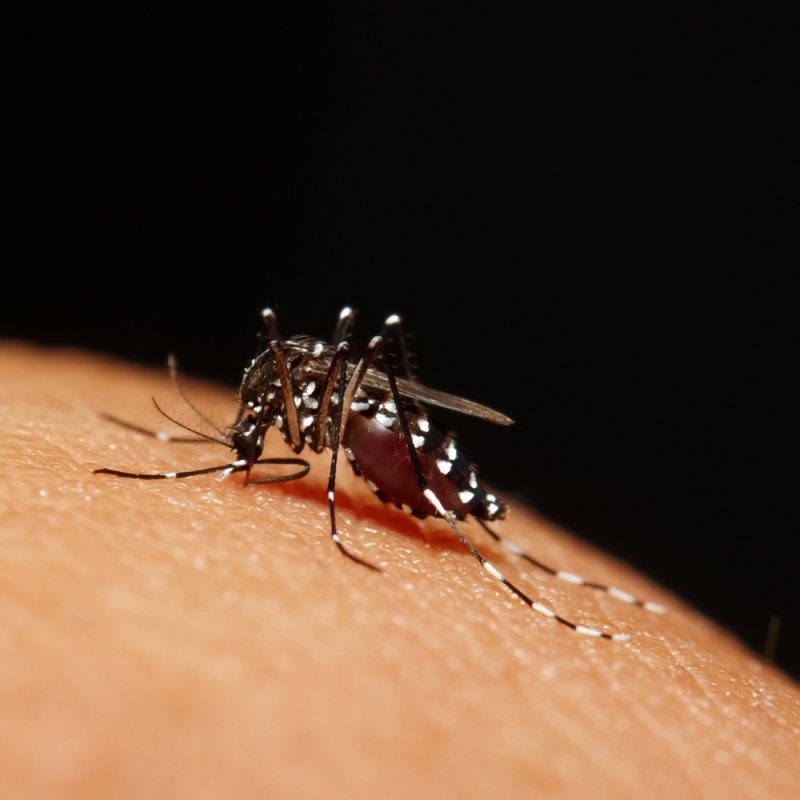UK-diagnoses-3-with-Zika-virus-CDC-expands-travel-warnings.jpg