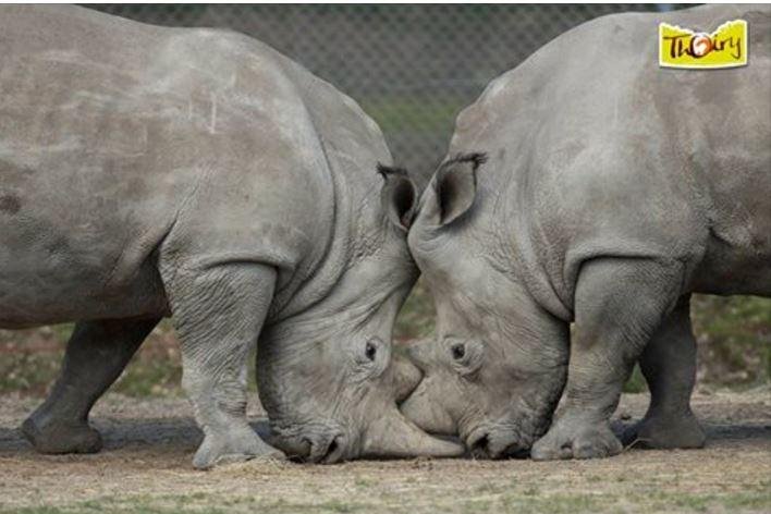 Poachers-kill-rhino-at-French-zoo-remove-horn.jpg