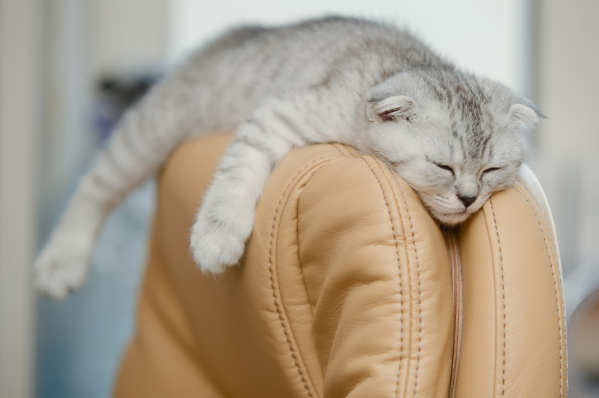 kitten-sleeping-on-chair.jpg