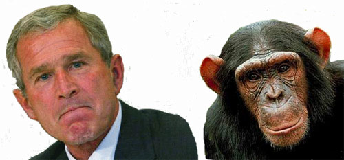 bush-chimp-again.jpg