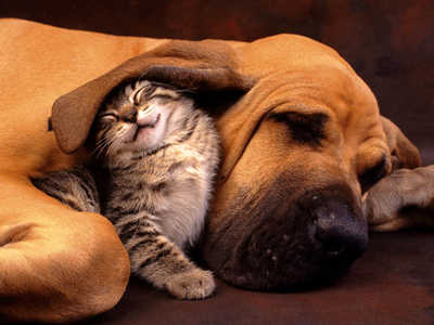 big-dog-and-cute-kitty-cuddle-love.jpg