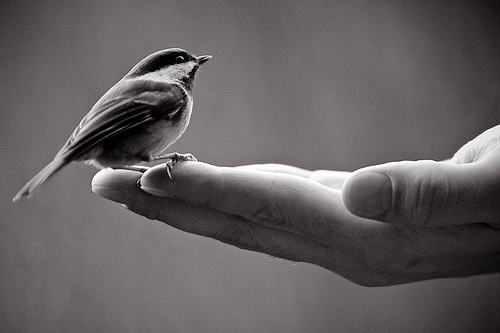 bird-in-hand.jpg