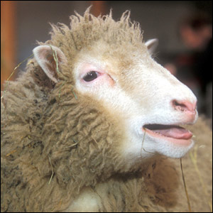 dolly-the-sheep.jpg