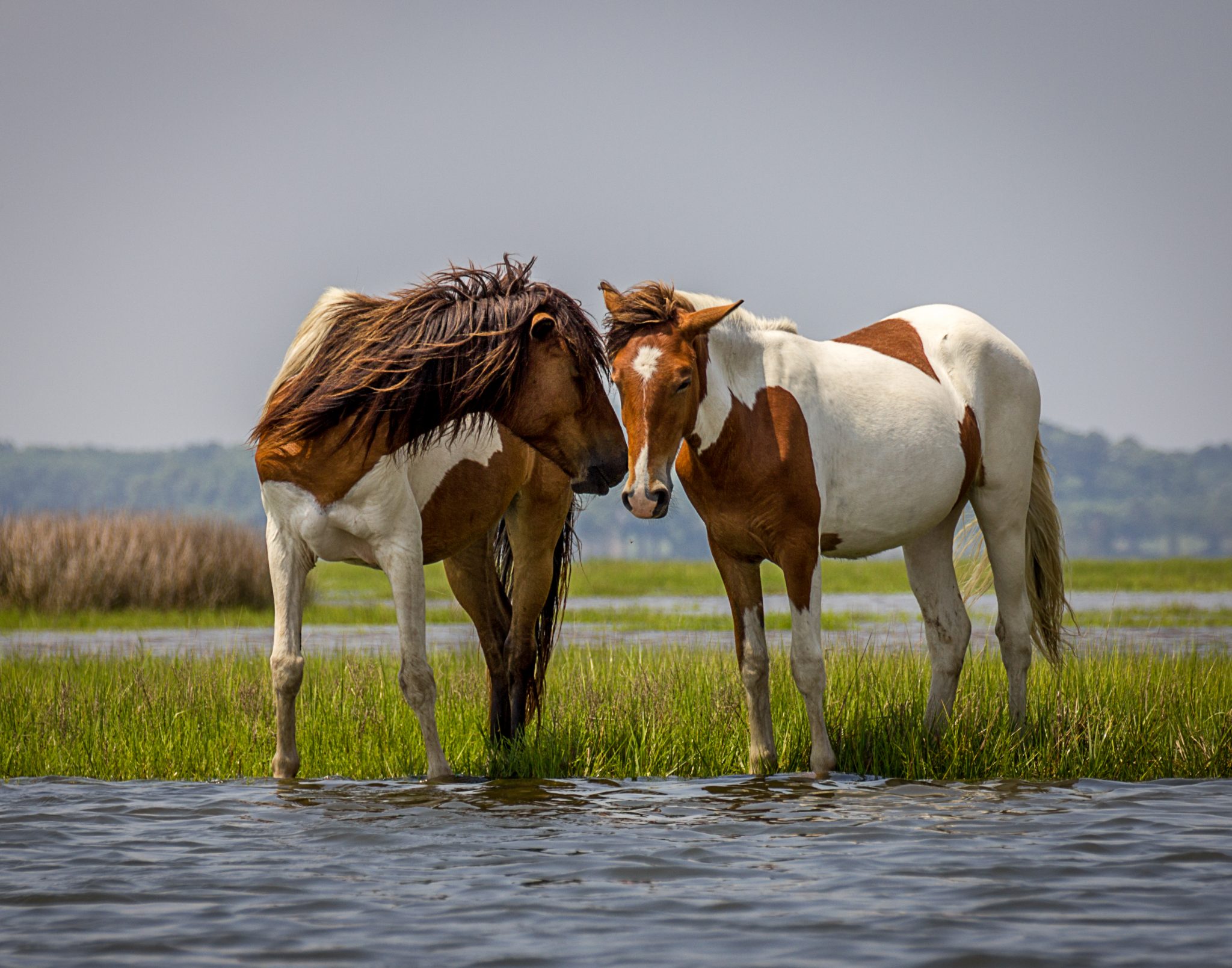 Bigstock_-35367994-Wild-Horses-Chesapeake-Bay1.jpg