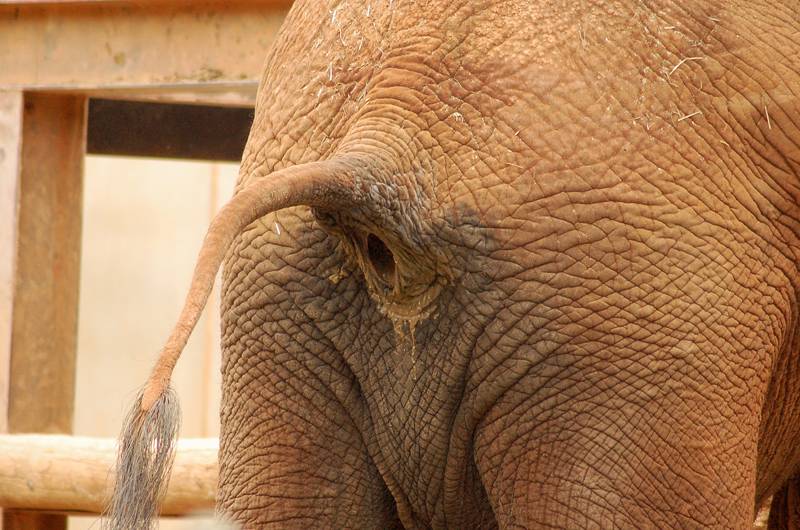 elephant-ass.jpg