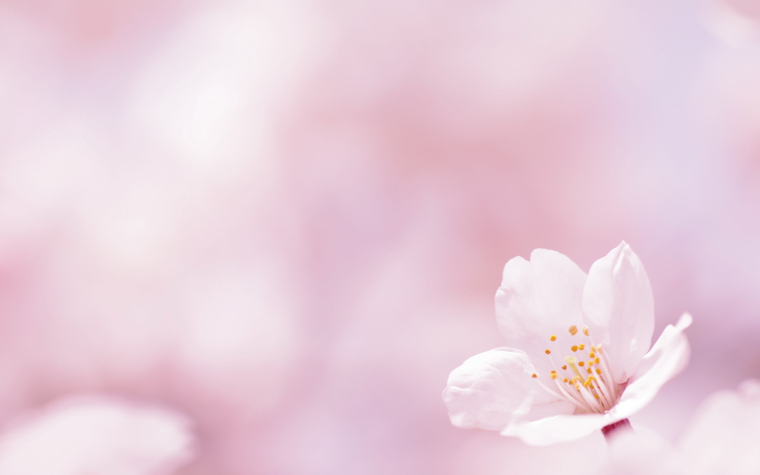 free-pink-flowers-wallpaper-2.jpg