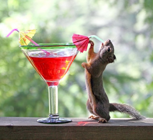 Happy-Squirrel-Driking.jpg