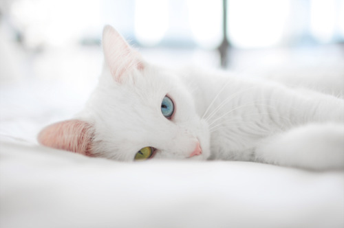 beautiful-cat-cute-eyes-white-cat-Favim.com-70559.jpg