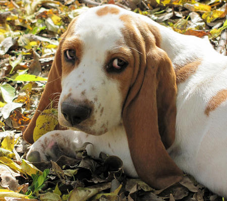 basset-basset-hound-cute-daily-puppy-leaf-little-dog-Favim.com-103273.jpg