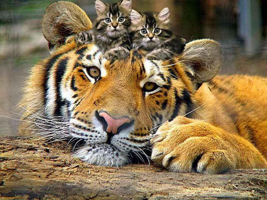 tiger_and_cute_kittens_1_by_ganz13676-d5qyxl4.jpg