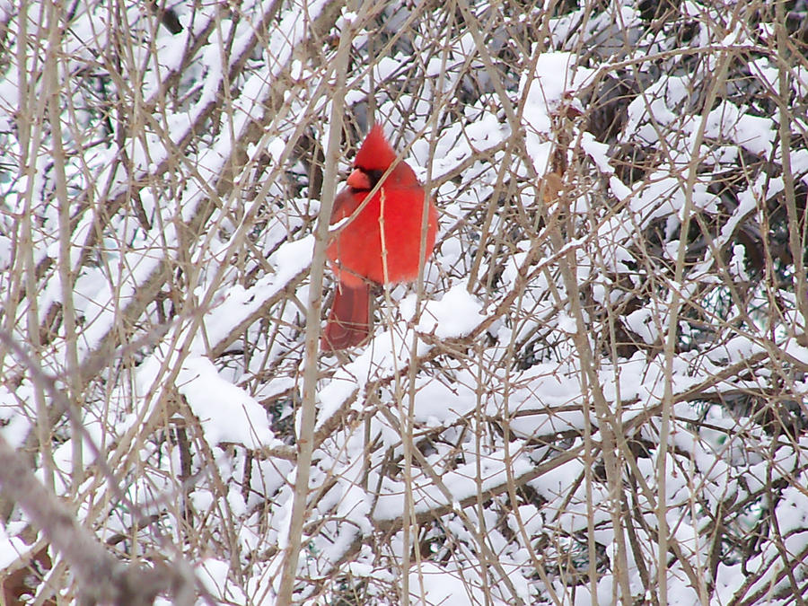 Cardinal_In_Snow_Stock_2_by_ravenarcana.jpg