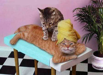 massage-cat1.jpg