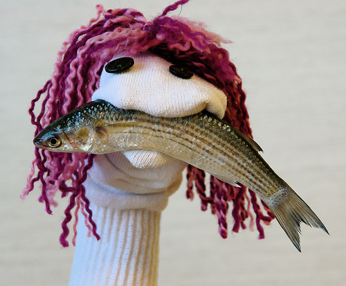 sock-puppet-with-raw-sardine.jpg