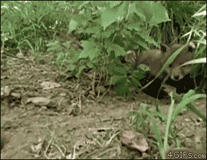 Feeding-fox-cub.gif
