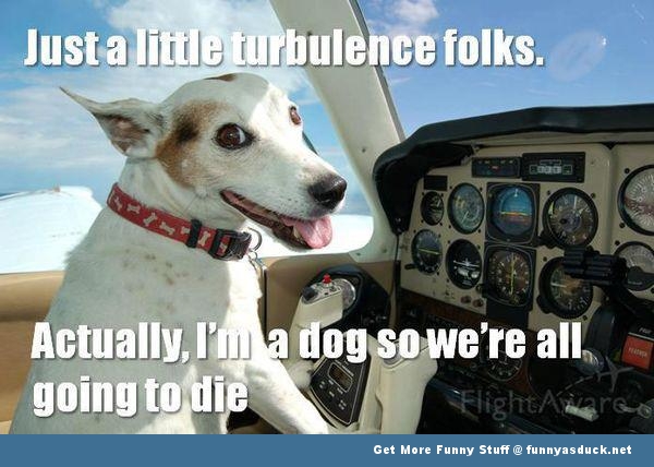 funny-dog-flying-plane-pic.jpg