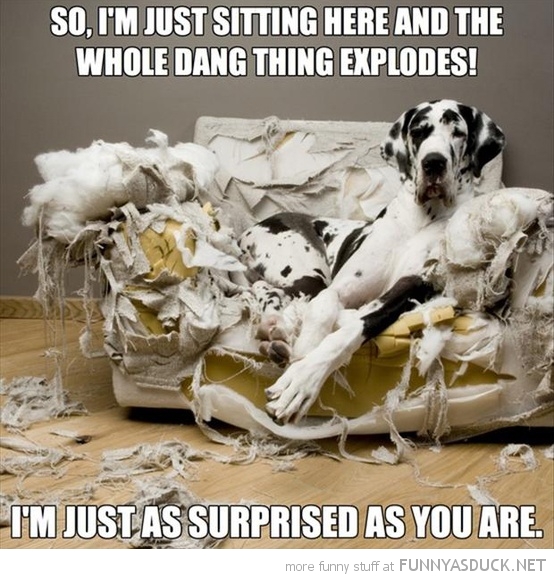 funny-dog-wreaked-chair-ripped-sofa-just-sat-here-exploded-pics.jpg