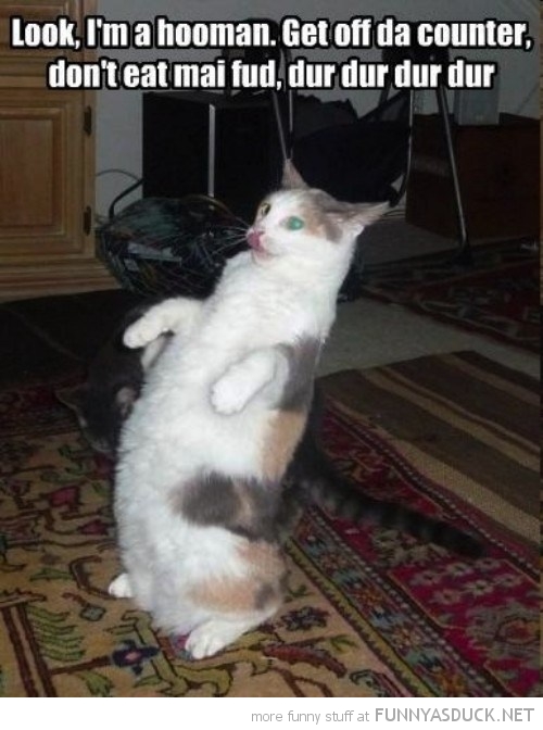 funny-cat-standing-up-acting-human-pics.jpg