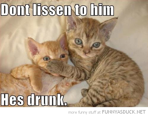 funny-cats-kittens-paw-mouth-dont-listen-drunk-pics.jpg