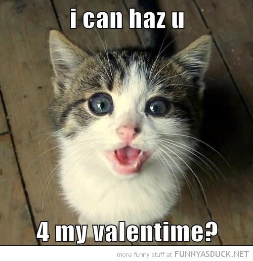 funny-cute-cat-kitten-can-has-you-valentine-pics.jpg