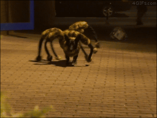 funny-pictures-dog-dressed-spider-animated-gif.gif