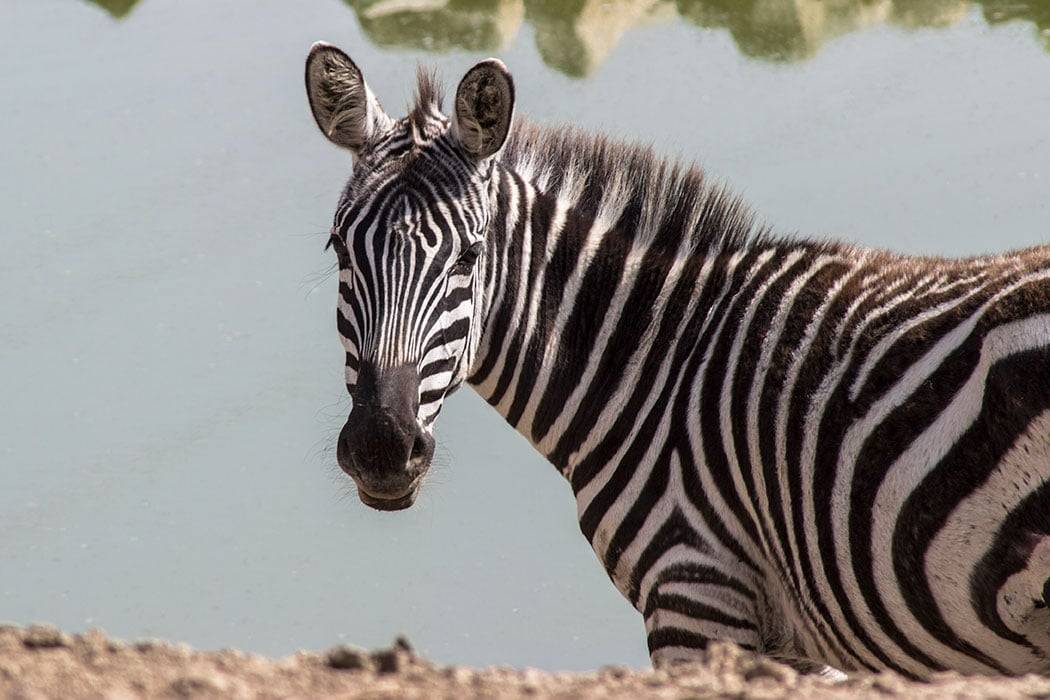 large-Zebra-photo.jpg