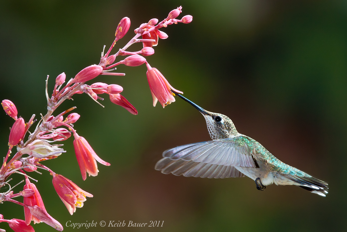 hummingbird-20110813-_mg_1567-edit.jpg