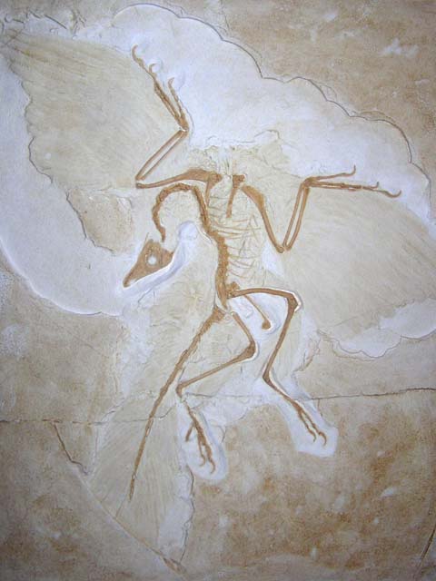 archaeopteryx-fossil-2-humboldt1.jpg