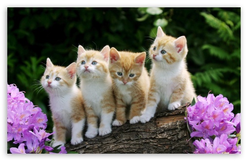 kittens-t2.jpg