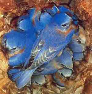bluebirds-20roosting.jpg