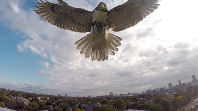Hawk-attacks-drone-010.jpg