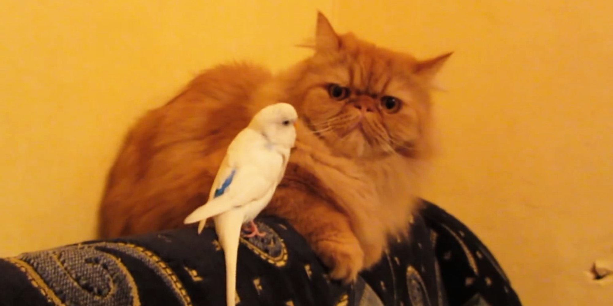 o-BIRDS-ANNOYING-CATS-facebook.jpg