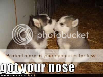 cute-puppy-pictures-got-nose.jpg