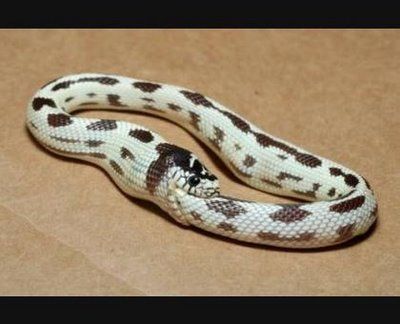 snake-eats-own-tail.jpg