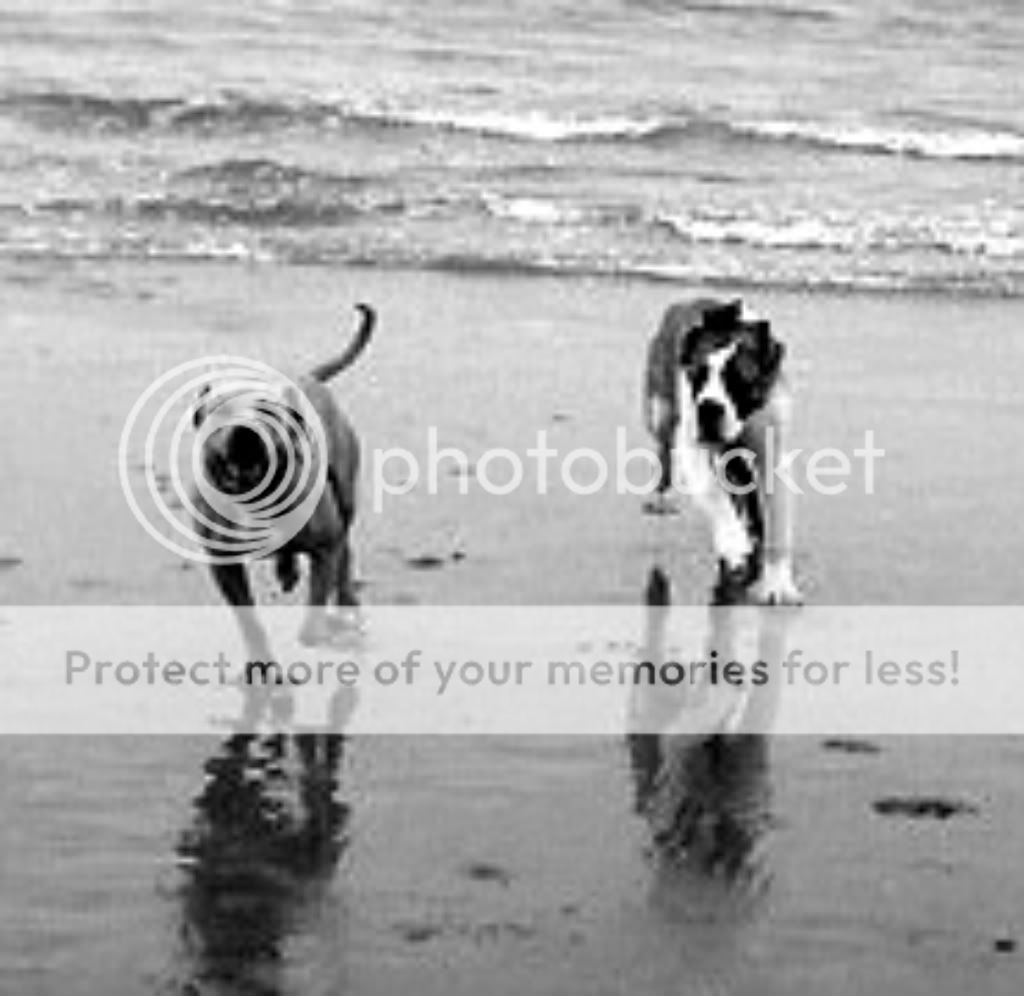 beachdogs-1-1.jpg