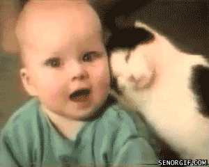 funny-cat-gifs-baby.gif