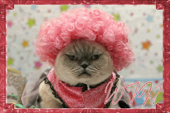 ani_cat_pink_wig.gif