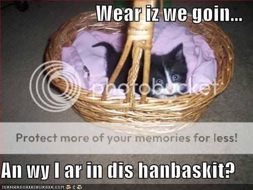 funny-pictures-kitten-handbasket1.jpg