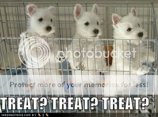 cute-puppy-photos-loldogs-funny-dog-pictures-treat-x-3.jpg