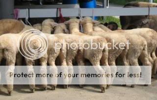 sheep-butts.jpg
