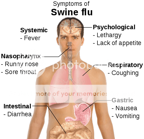 swine-flu.png
