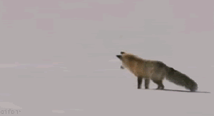 1248715399_arctic-fox-hunting.gif