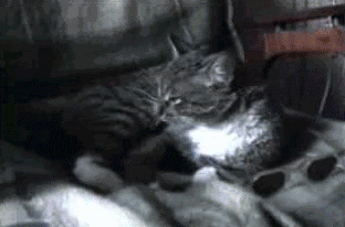outrageous_cat.gif