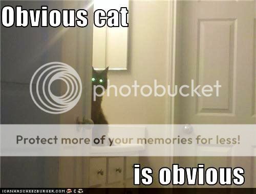obvious_cat05.jpg