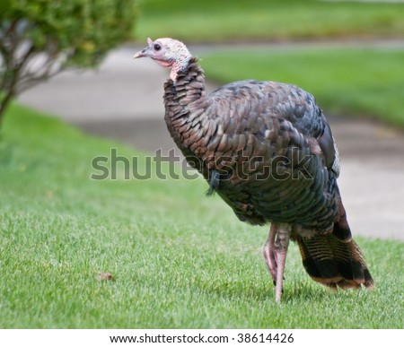 stock-photo-wild-turkey-standing-on-one-leg-on-suburban-street-38614426.jpg