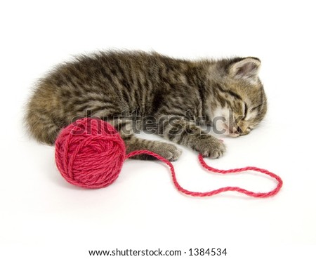 stock-photo-a-kitten-takes-a-nap-after-playing-with-a-ball-of-yarn-this-kitten-is-one-of-several-being-raised-1384534.jpg