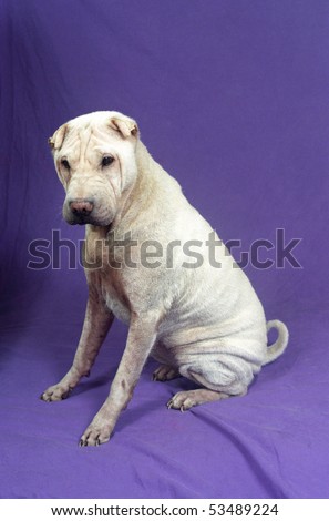 stock-photo-a-white-sharpei-sits-on-a-purple-backdrop-53489224.jpg